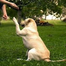 How To Train Your Pet Dog